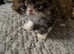 GCCF REGISTERED PERSIAN KITTENS