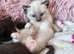 3 kittens for sale beautiful