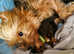 Miniature Pure breed Yorkshire terriers