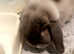 Male fox fur grey new Zealand dwarf lop male baby