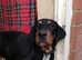 Austrian hound Black and Tan for adoption