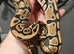 REDUCED!!!! Normal Het Clown Female