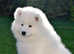 KC REGISTERED Samoyed Puppies white bear type