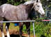 9 yr old registered irish draught mare 17.2