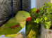 Stunning young alexandrine parrot