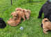 Male Toy Poodle Kennel club registered READY!