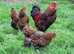Silver laced Wyandotte bantams point of lay