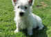 Stunning west highland terriers one boy left