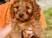 Beautiful Cavapoo girls