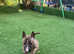 Exceptional Miniature Bull Terrier girl, Full CLEAR!