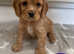 Cavapoo puppies