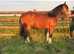 2 year old filly