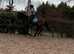 15.2h Irish sports mare full green book
