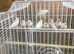 zebra finch wanted