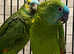 Stunning young blue fronted Amazon parrot
