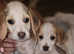 Beagle puppies