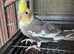 Year old cockatiel