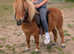 Registered miniature Shetland gelding