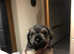 Boy puppy