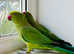Beautiful young Indian ringnick parrot