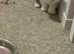 Mixed breed kittens and mother looking for homes