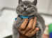 British shorthair