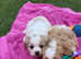 Gorgeous cavapoochon