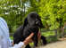 Springador Labrador x springer spaniel