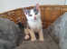 Uniquely marked blue/grey and white kitten