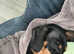 Little man miniature dachshound