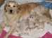 Golden Retriever Female Puppy
