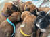 KC Registered Boxer Pups