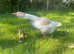 Goose family with three Goslings