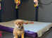 Japanese Shiba Inu male puppies for sale