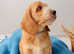 Miniature Australian Labradoodle puppies
