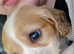 Beautiful little girl for rehoming
