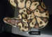 Royal Python baby, CB24 Pastel Vanilla