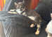 Two sweet Kittens