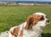 Lovely KC CKCS girl - Blenheim for sale