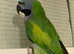 Stunning baby Darbyan parrot