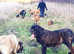 KC registered English Mastiffs ,last boy