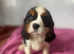Pedigree cavalier puppies