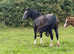 Top Class filly foal