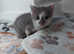 Burmese cross beautiful boy kitten