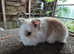 Mini lion lop baby bunnies rabbits