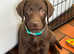 CHOCOLATE LABRADOR PUPPIES