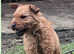 Patterdale cross Lakeland terrier  pups