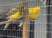 Border Canary's