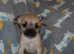Frenchie cross Pomeranian puppies