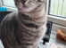 PLEASE READ THE ADD FIRST FEMALE KITTEN